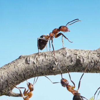 formiche-al-lavoro formiche-al-lavoro